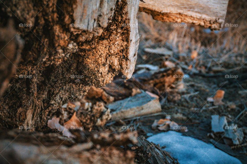 Macro closeup of decaying wood