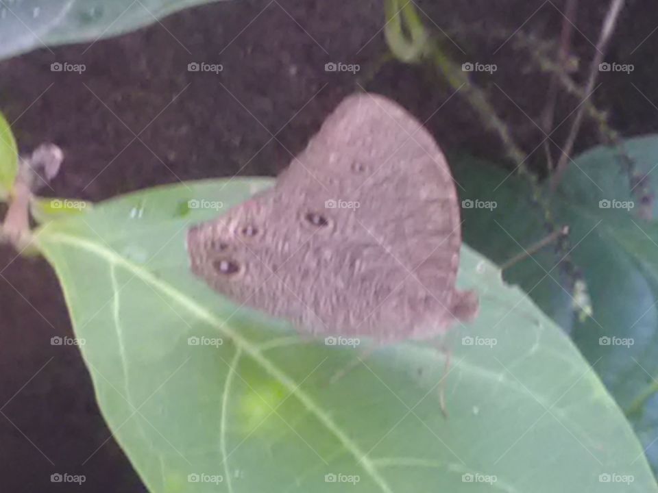 When it is alive and young, then it is very rare that one place does not stay.