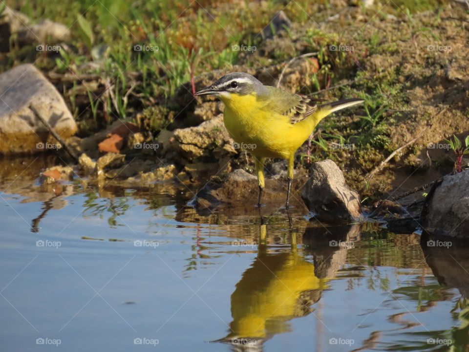 Yellow bird with reflection