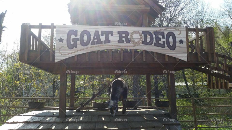 Goat rodeo