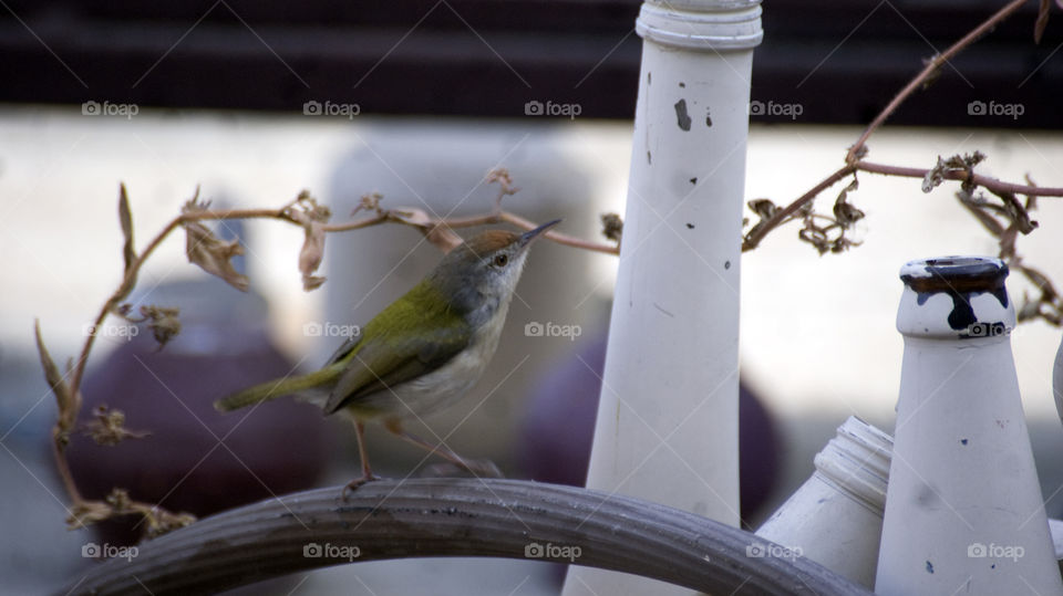 Little bird exploring the terrace for food.