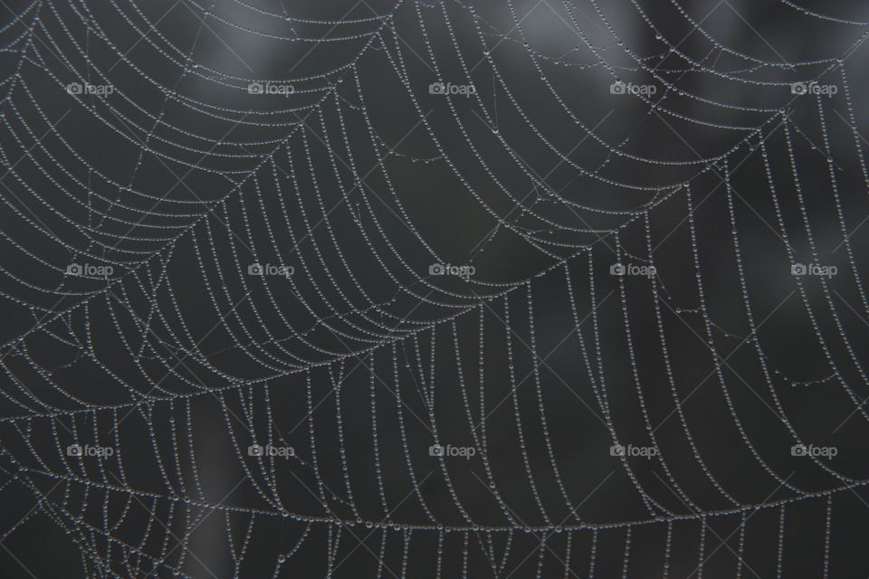 spider web
