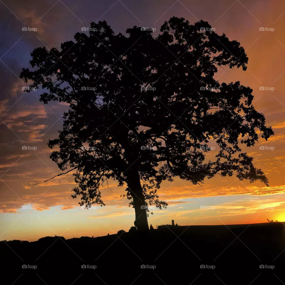 Silhouette of a Tree