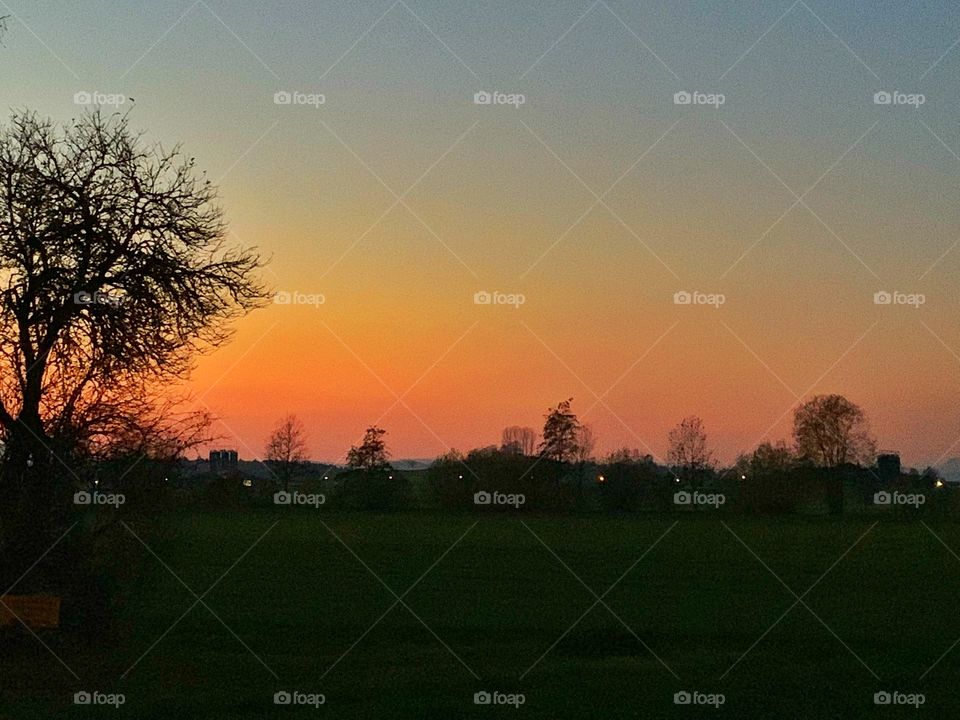 Trees silhouette at sunset 