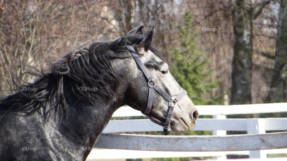 Grey horse closeup