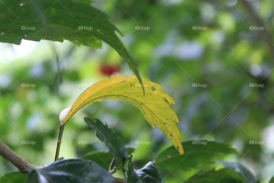 leaf