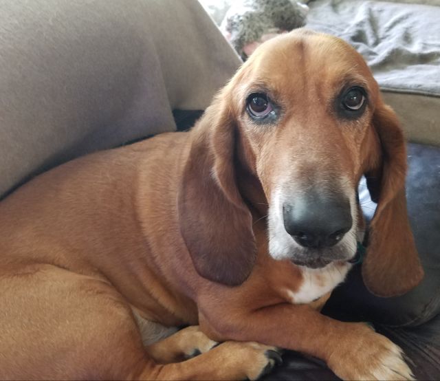 Brown Bassett Hound