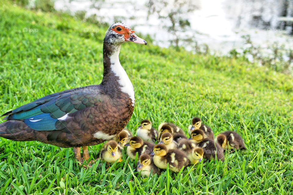 A Muscovy family. 