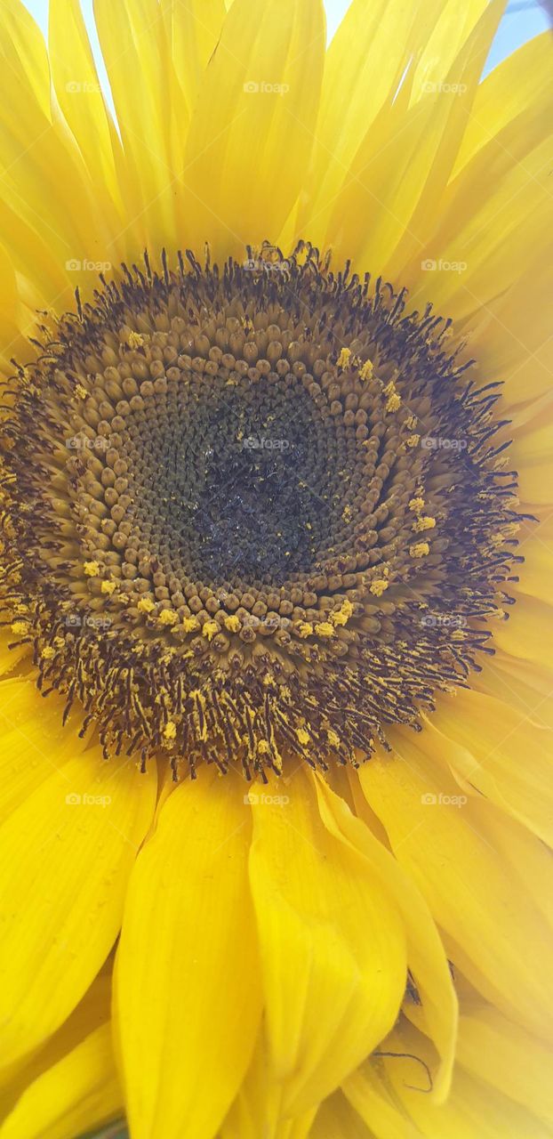 beautiful sunflower flower, large petals and splendid yellow color