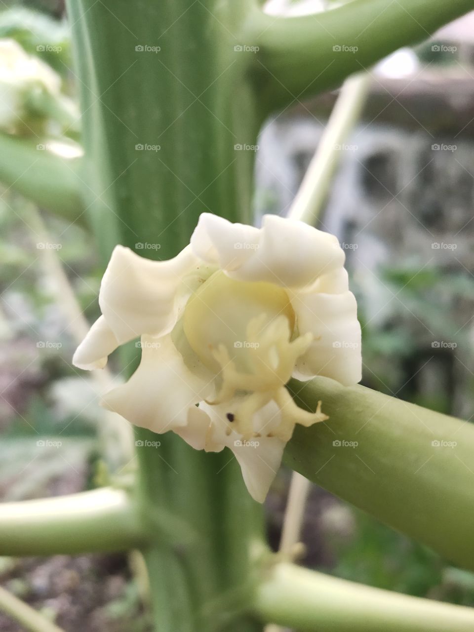 Papaya Plant🌱🌱
World of Flora
white Beauty
Grooming Flowe🌼🌼🌼