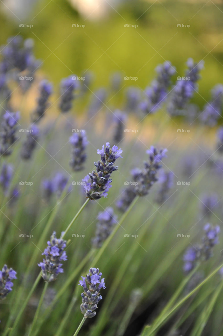 Lavender field 
