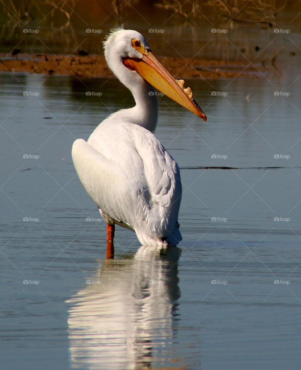 White Pelican on a Sandbar
