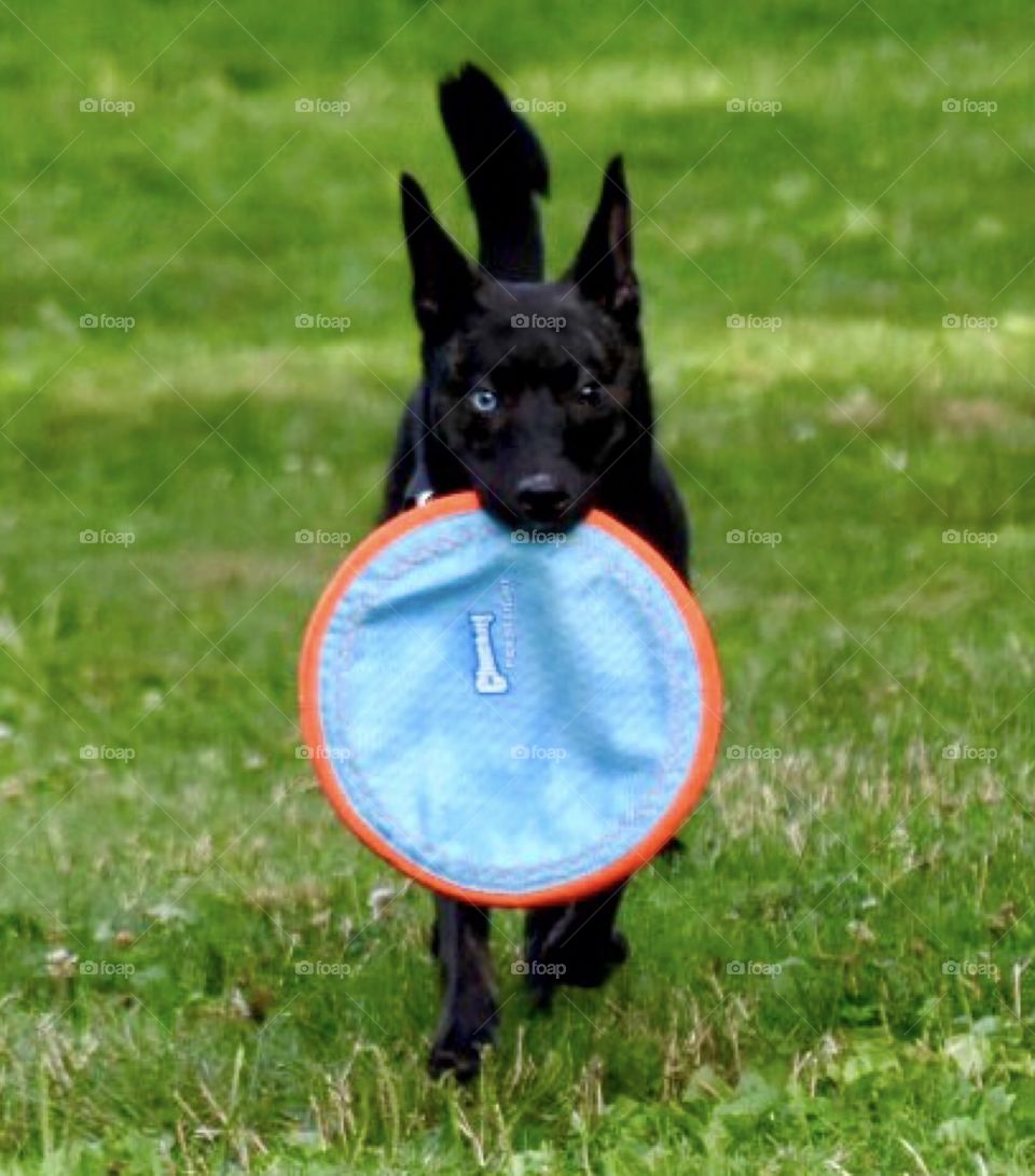 Spring Walk With Your Dog