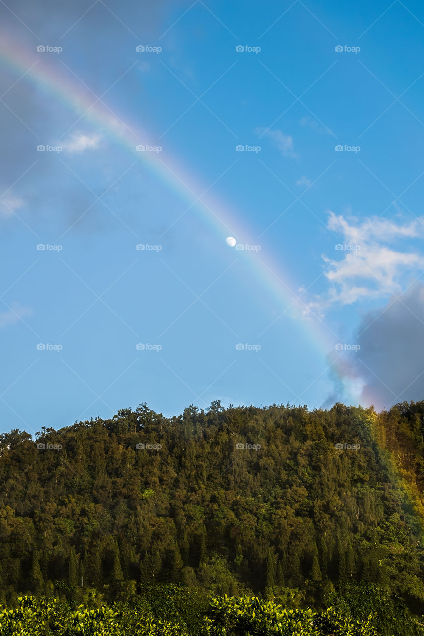 Colorful rainbows over the trees