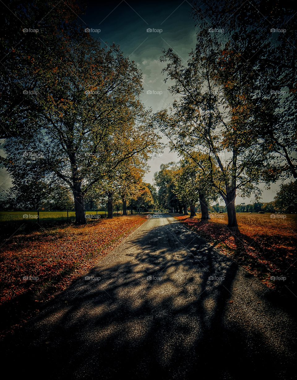 Autumn . Road