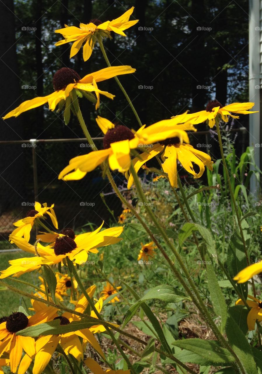 Profile Black Eyed Susan's . Late afternoon sunny day photo of my perennial garden, taken in a profile. Something different.