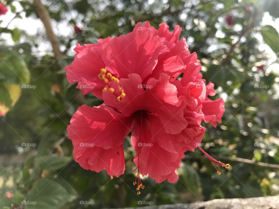 Hibiscus Indian flower 