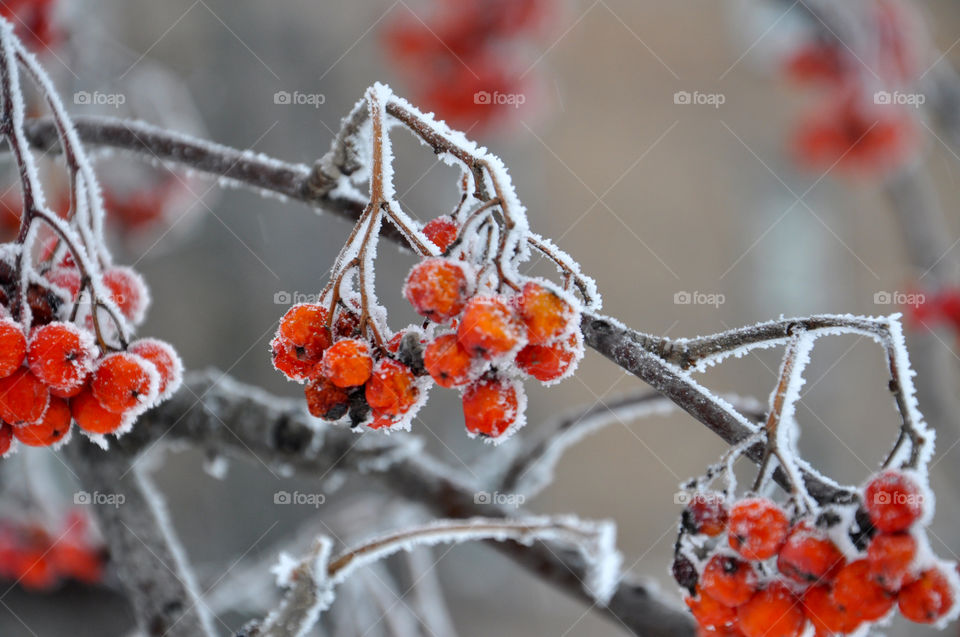 frozen red rowan