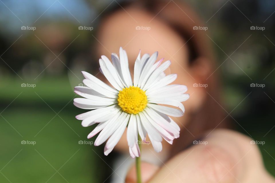 Daisies are like sunshine to the ground.