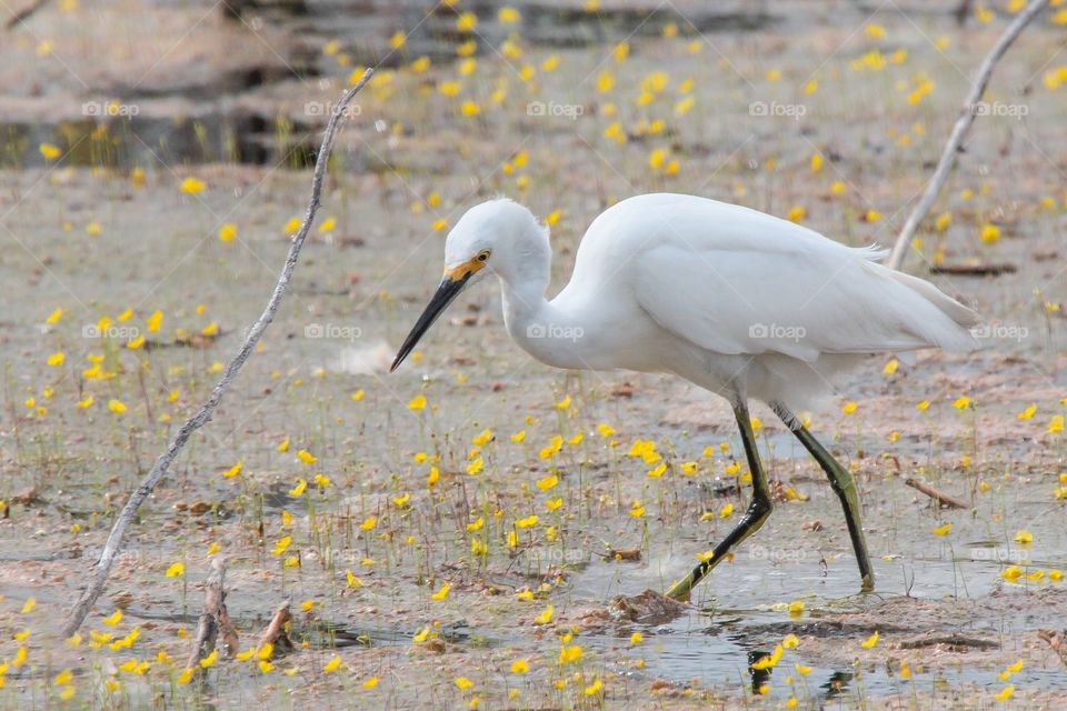 Egret