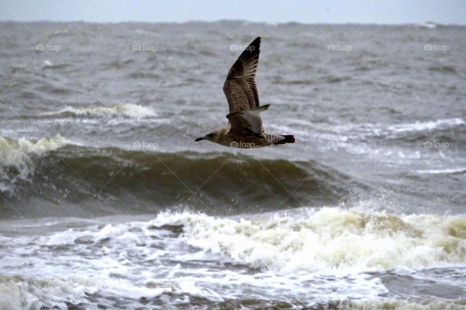 Seagull flying in high wind