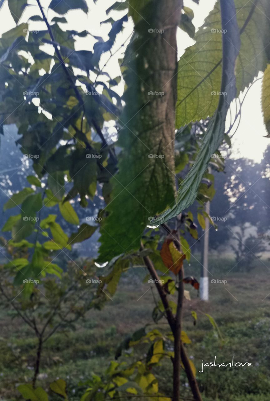 Leaf the show water 💧