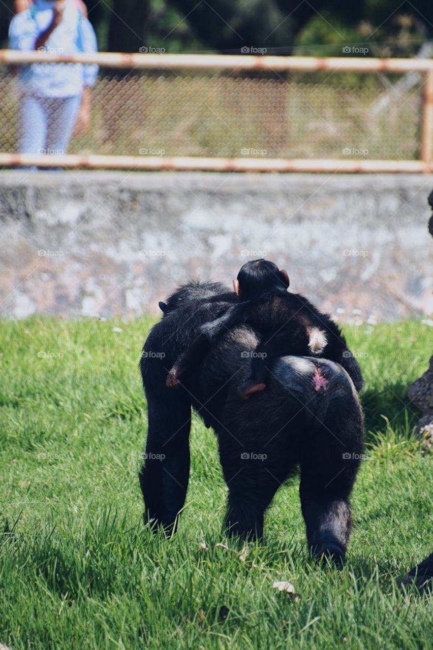 Though it may not be one of my best photos, I find this one to be one of my favorites. I wanted to capture the moment of a baby chimpanzee and it’s mom/dad carrying it in it’s back. It’s the beauty of nature and it’s creatures. Puebla, Mexico.