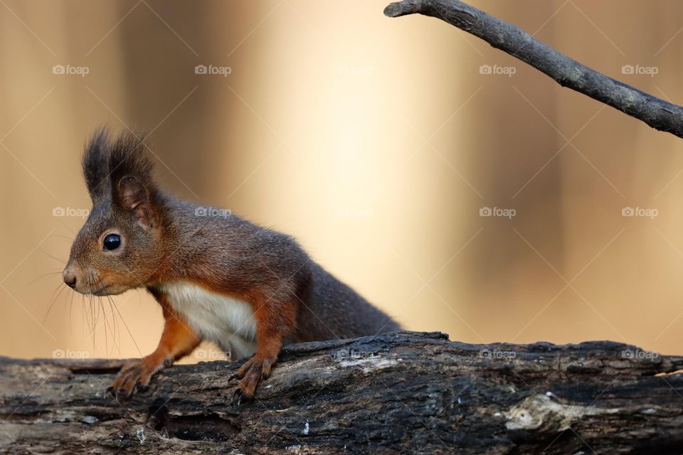 squirrel