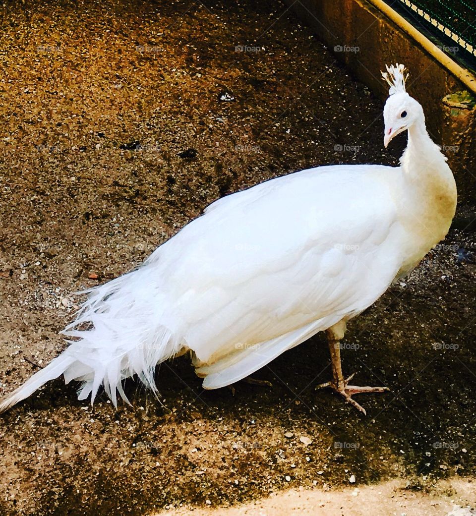 ‪Um #pavão branco flagrado em seu momento de reflexão...
O que estaria a ave pensando?
🦚 
‪#FotografiaÉnossoHobby ‬#natureza #mobgrafia #inspiração #photo