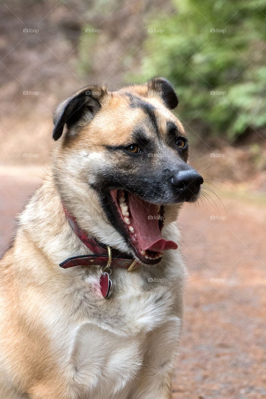 Sleepy pupper yawning