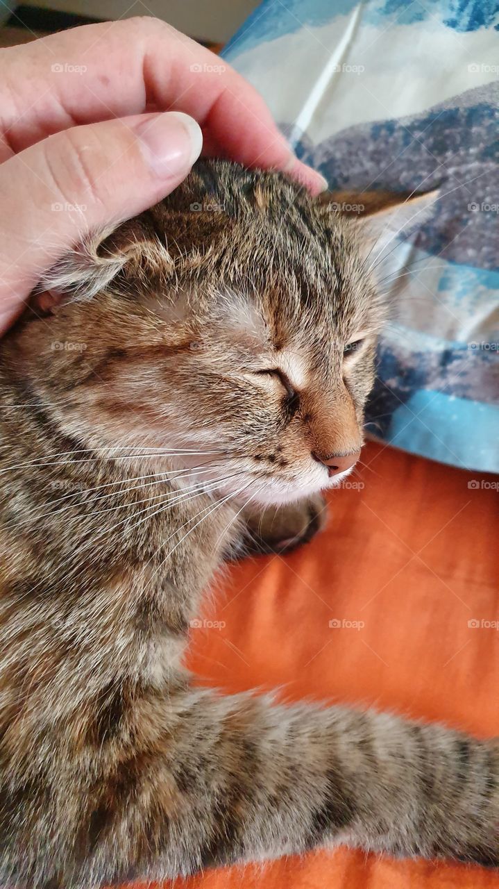 cat enjoys tendering