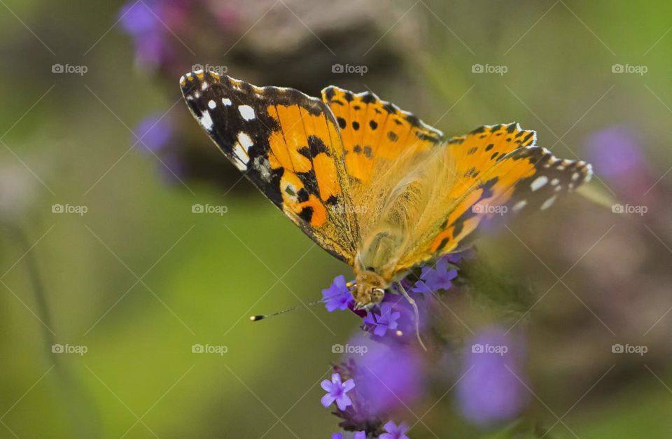 Flowers and butterfly 