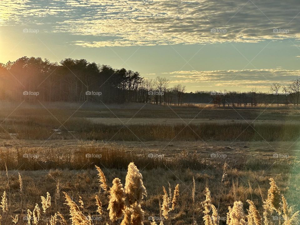 Grass and sunset