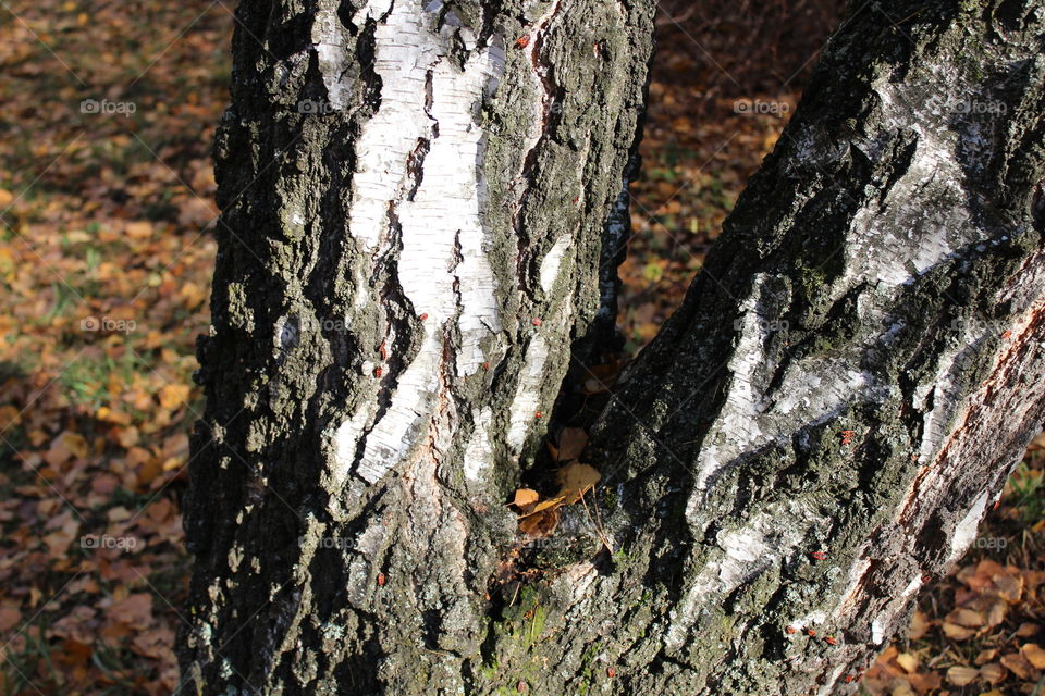 close-up of a white tree