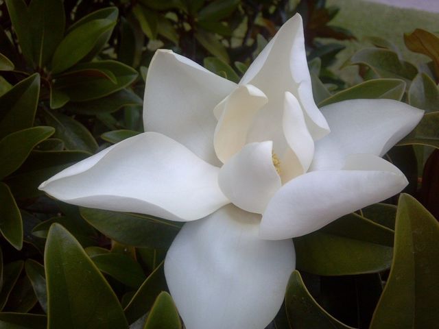 Magnolia