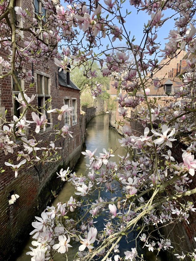 Magnolias blooming in the Spring. This picture was taken on a bridge in Leuven, Belgium. 