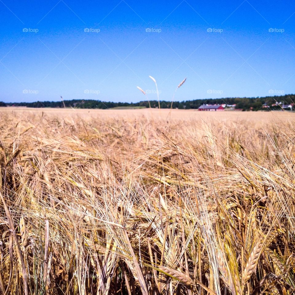 harvest field sweden