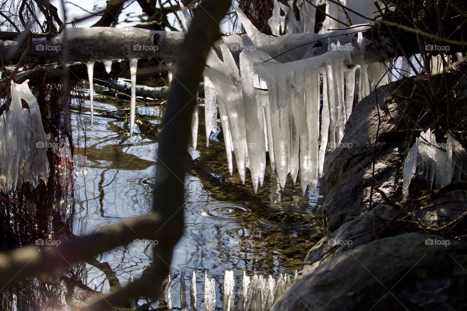 Close-up of frozen branch