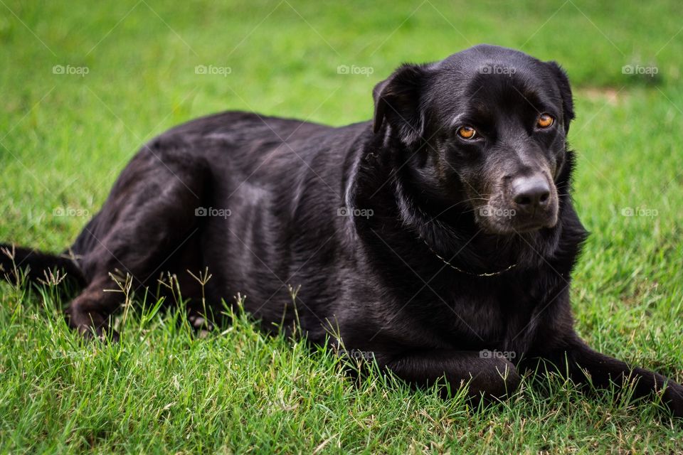 Black dog sitting in the garden