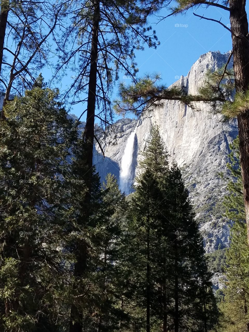 falls and trees, yosemite