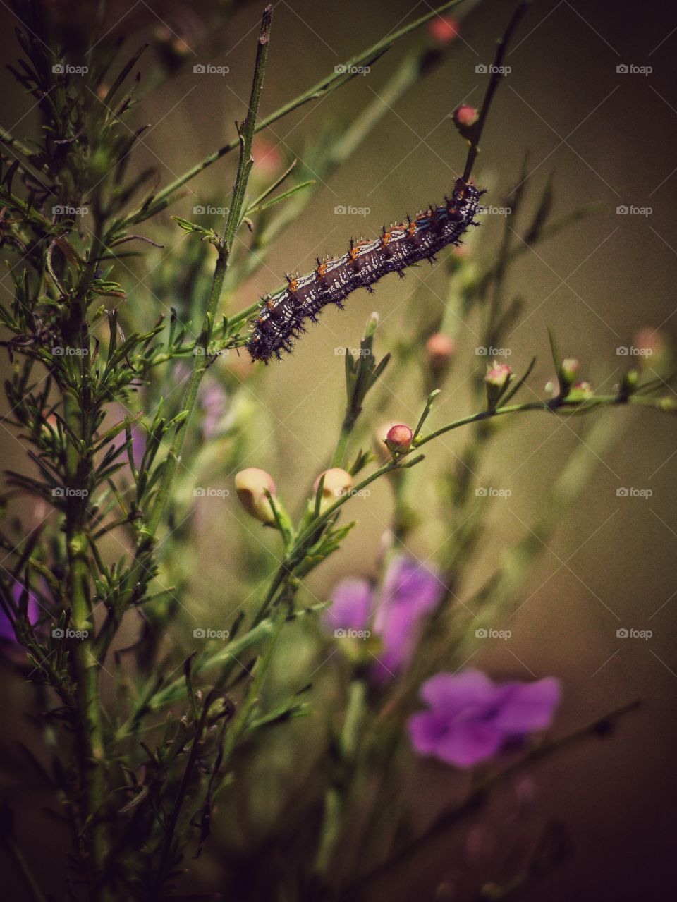 Caterpillar on a flower