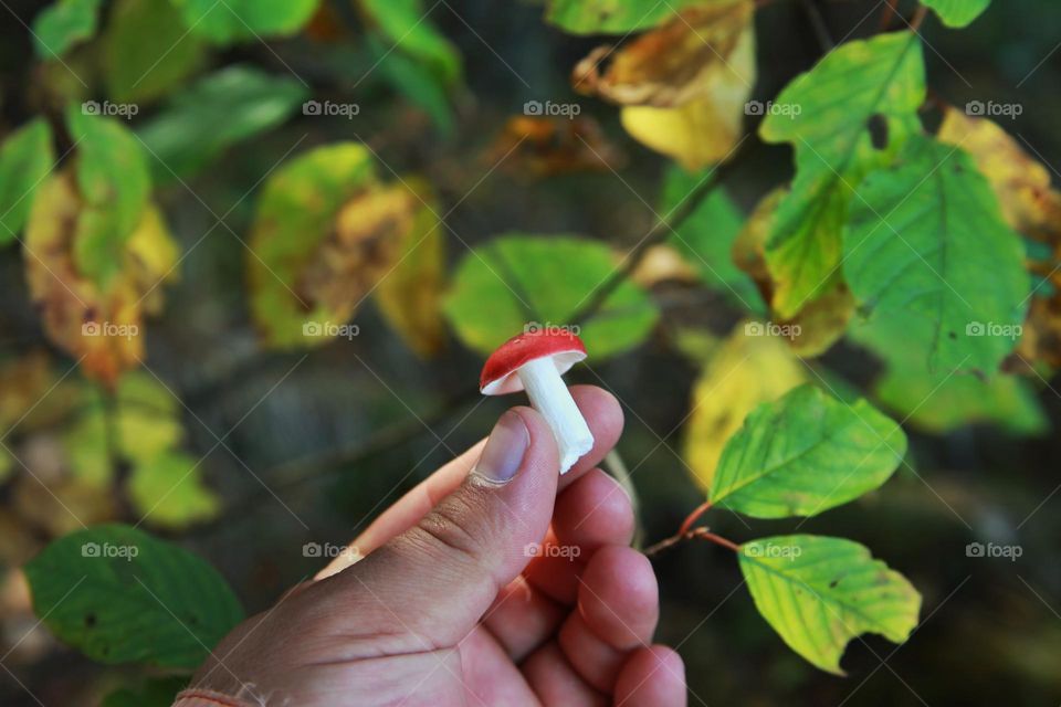 I'm tired of posting this photo, but I like it, it's a mushroom in my hand. September photo in the forest