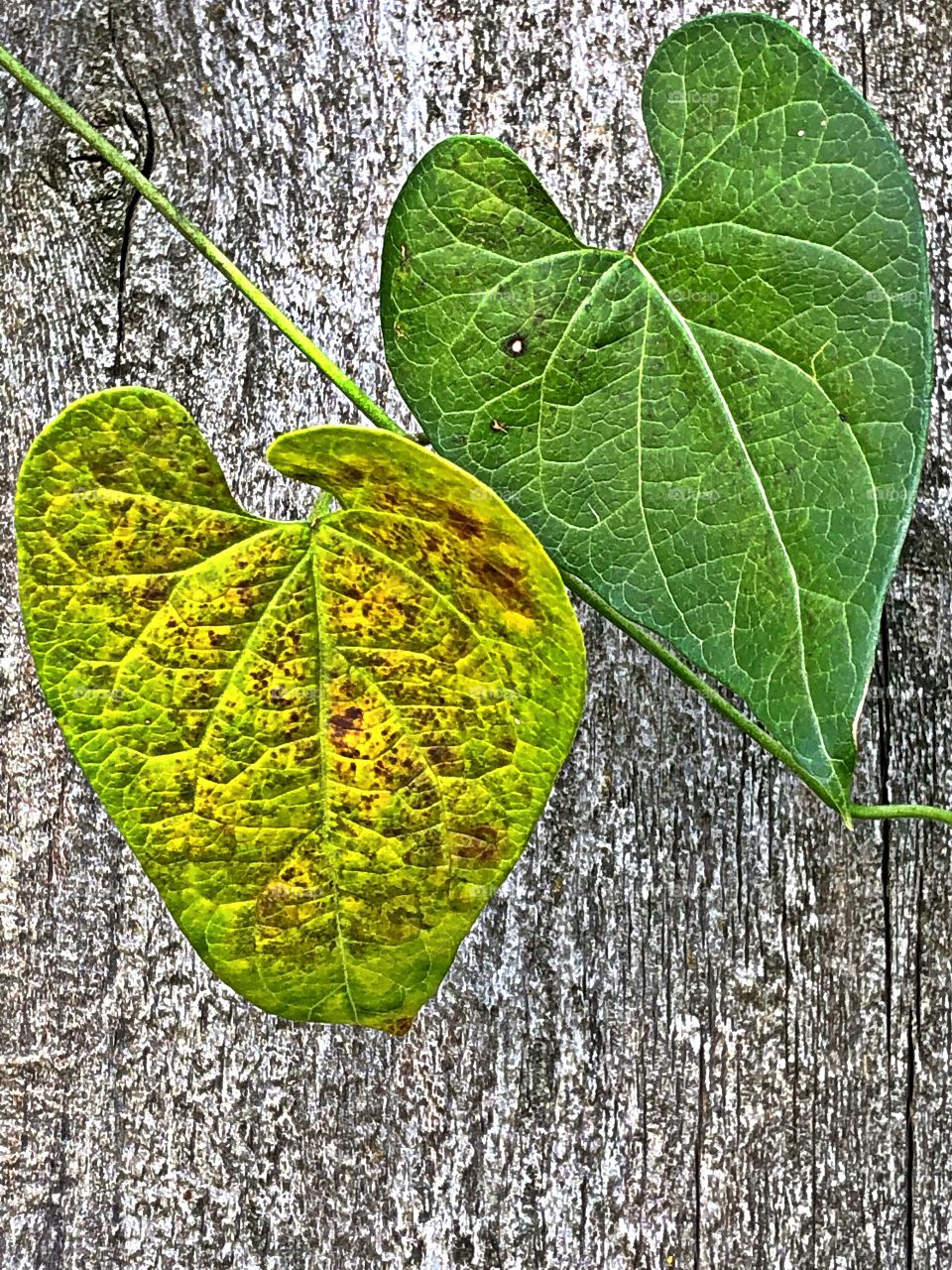 Fall leaves from a vine on a fence