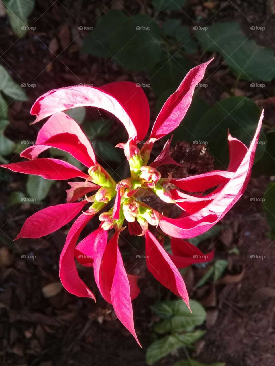 Red foliage to beautify our morning.  This Sunday, these inspiring flowers. / Folhagens vermelhas para embelezar nossa manhã. Neste domingo, essas flores inspiradoras. 