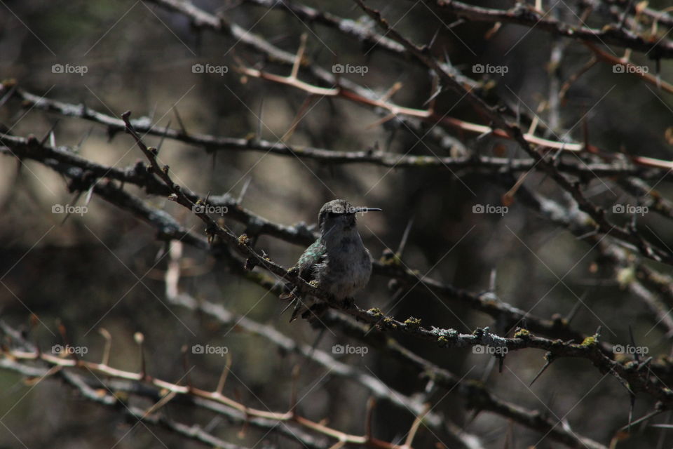 Hummingbird among thorns