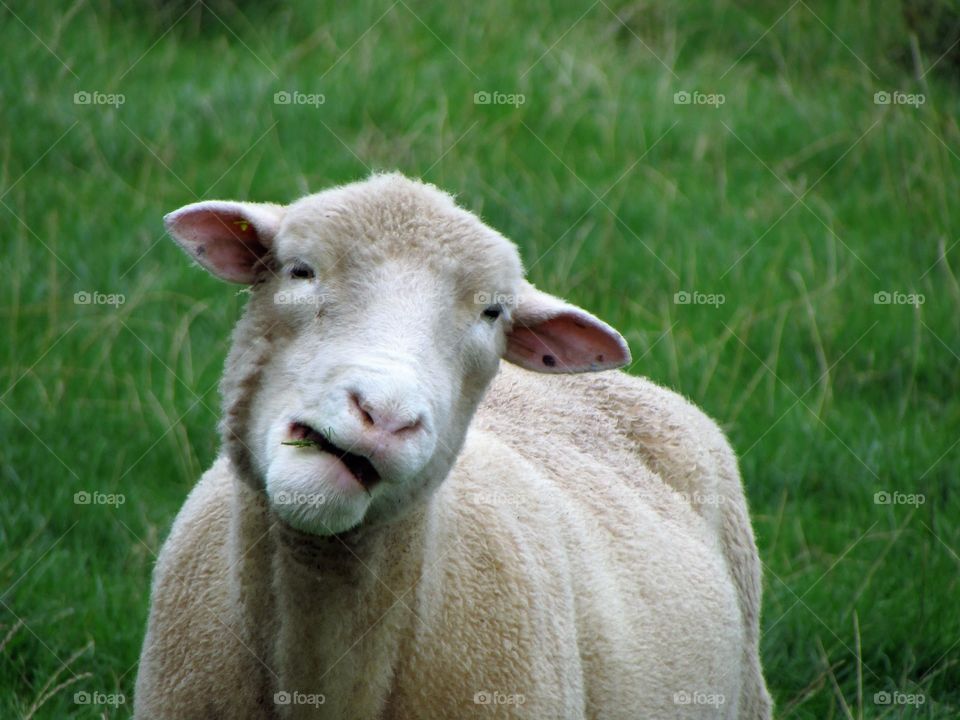 funny face sheep