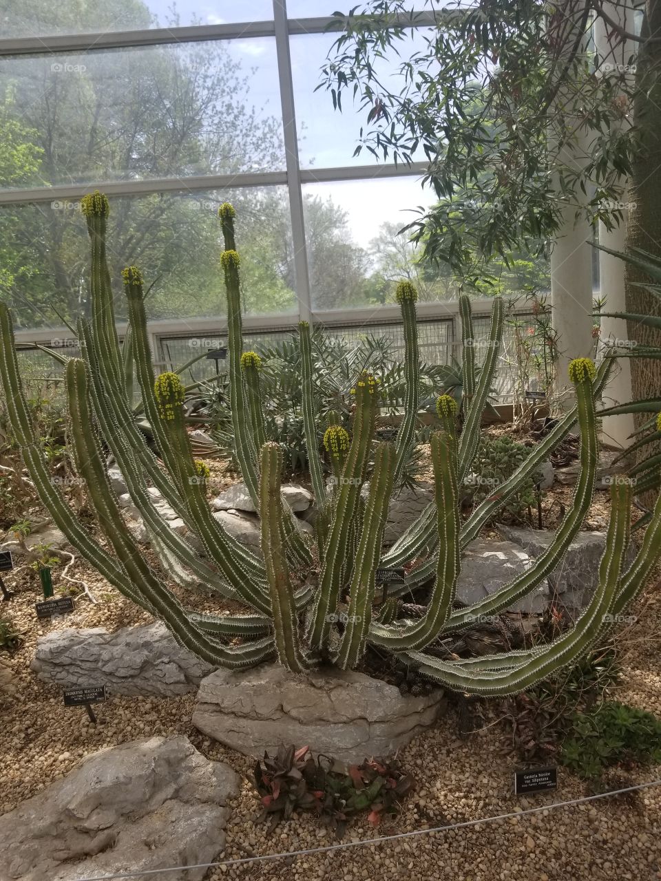 Brooklyn Botanical Gardens Spider Cactus