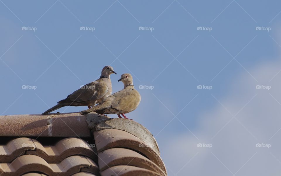 Doves