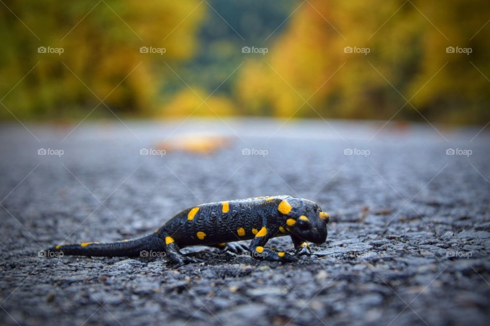 Salamandra