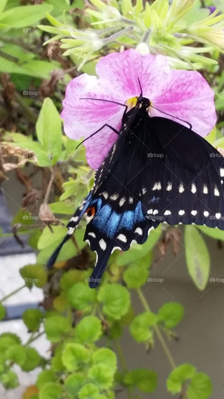 butterfly gardening summer time